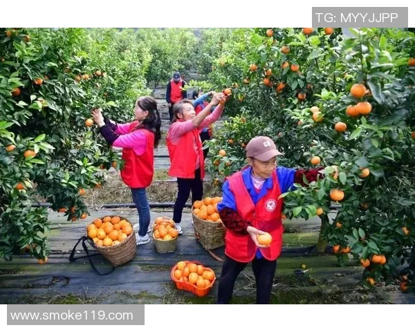 果园采摘之乐：体验自然美景与丰收的完美融合